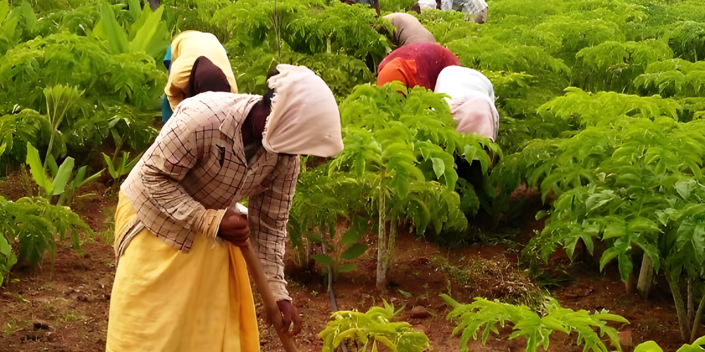Life at Saras Baug Agro 3